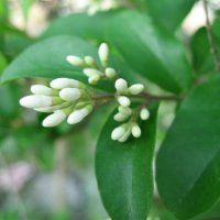 buds tree_resize.jpg