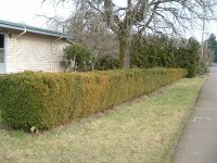 2003_0101plants020010.JPG