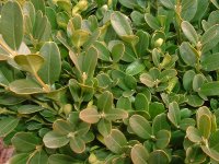 2003_0101plants020011.JPG