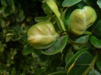 2003_0101plants020013.JPG