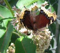 butterfly milk who.jpg