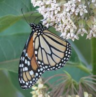 milkweed butter.jpg