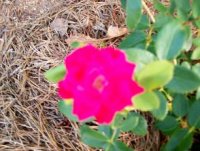 100_0293 double knockout Rose000.JPG