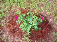 100_0342 Red Double KNockout Rose.jpg