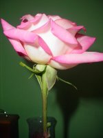Mom's flowers 004.JPG