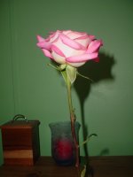 Mom's flowers 005.JPG
