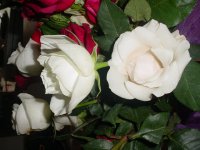 Mom's flowers 008.JPG