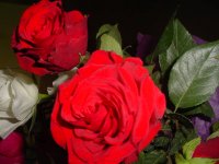 Mom's flowers 009.JPG