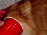 Honey 001.JPG