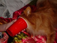 Honey 002.JPG