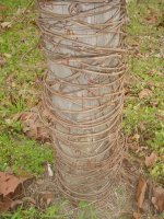 Bird bath 002.JPG