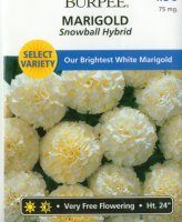 white marigold.jpg