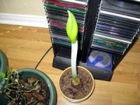 tn_amaryllis 002.JPG