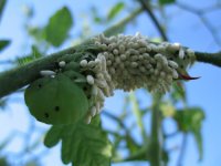 hornworm08  .jpg