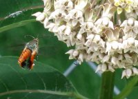 Hummer moth.jpg