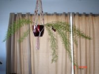 house plant 002.JPG