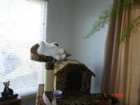 house plant 005.JPG