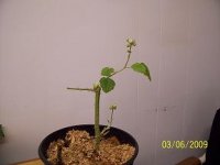 Marion berry 001plus.jpg