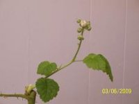 Marion berry 002ok.jpg