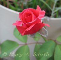 TROPICANIA BLOOMED 2nd time2007.jpg