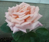 Kitty PEACE ROSE .jpg