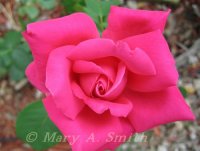 Pink Peace 08.Frontjpg.jpg
