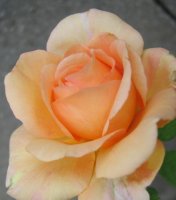 MYKitty Rose.jpg
