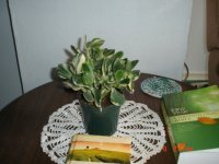 house plant 001.JPG
