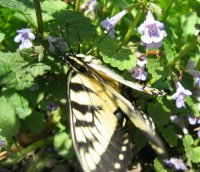 Creeping charlie 3rd Butterfly .jpg
