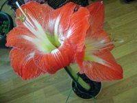 tn_My Amaryllis 005.JPG