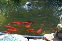 fish2.JPG
