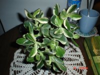 Sunset Jade 001.JPG