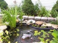 pond1.jpg