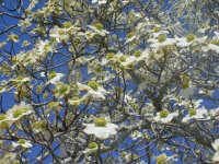 Mom's flowers 001.JPG