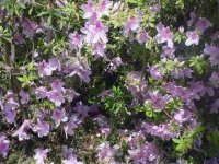 Mom's flowers 005.JPG
