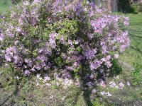 Mom's flowers 006.JPG