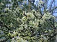 Mom's flowers 015.JPG