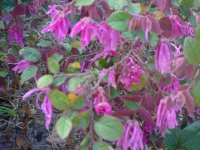 Mom's flowers 022.JPG