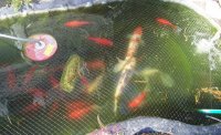 000_0379pondspring2009.jpg