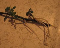 rose roots.jpg
