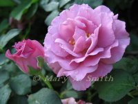 ANGfc rose.jpg