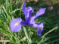 Mom's flowers 001.JPG