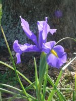 Mom's flowers 003.JPG