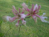 Mom's flowers 007.JPG