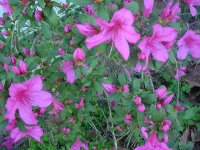 Mom's flowers 004.JPG
