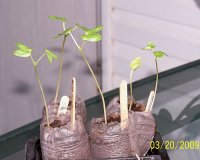 grape vine 1.jpg