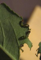 rosesawfly.jpg