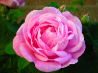 gardenjune08 102.jpg