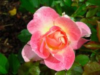 gardenjune08 138.jpg