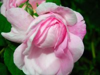gardenjune08 155.jpg